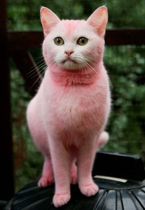 pink-pussycat1