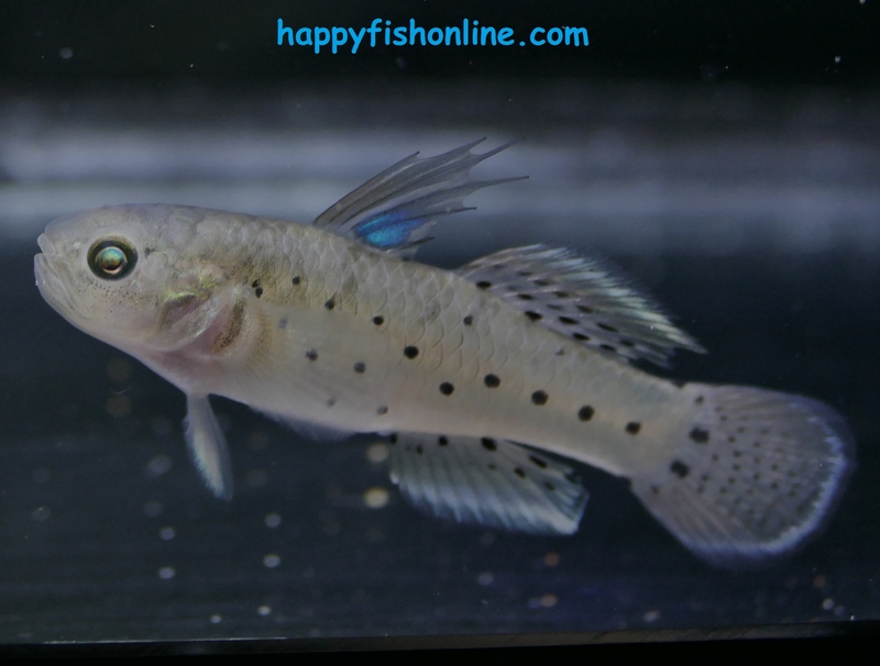 knight goby 2