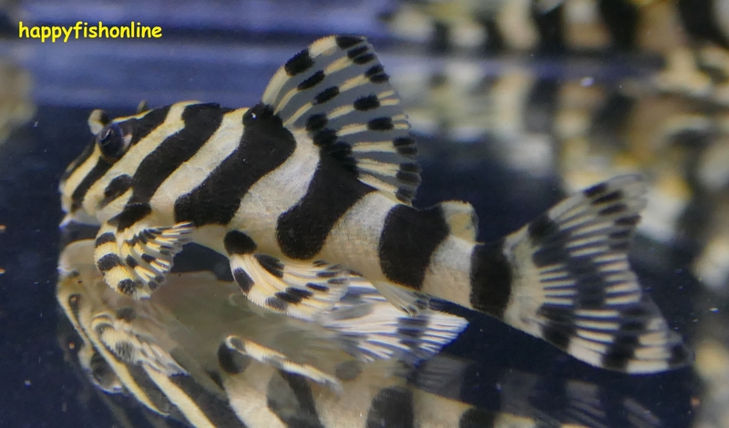 You get one incredible wild L134 leopard frog pleco. 