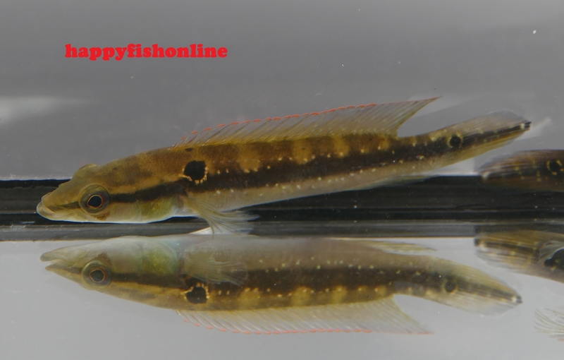 Caqueta Gold Spot Pike Cichlid 1