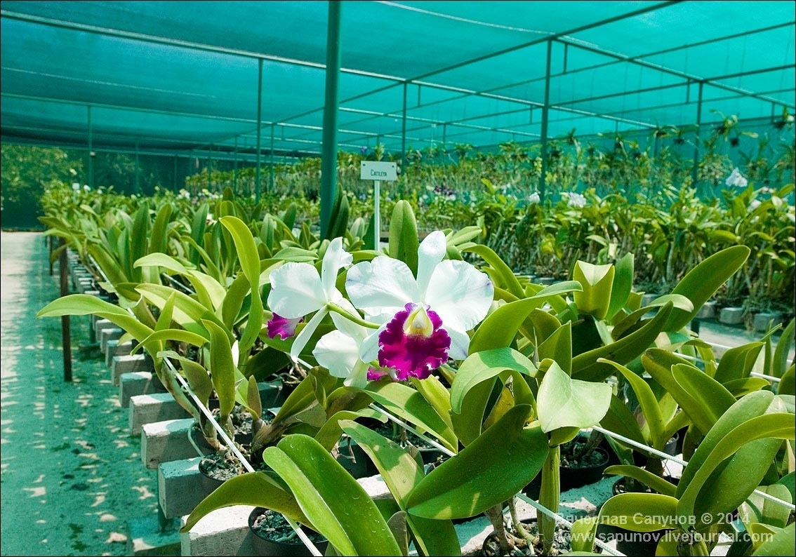 Теплица орхидей в пушкино. Долгопрудный оранжерея орхидей. Оранжерея орхидей в Белу-Оризонти. Орхидеи на Мальдивах.